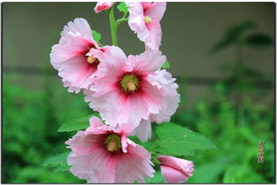 小區(qū)的花卉 在不經(jīng)意的角落，驚艷了時(shí)光
